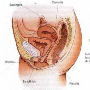 Imagen de portada del videojuego educativo: anatomia y fisiologia de genitales, de la temática Biología