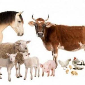 memorama de animales mixtos