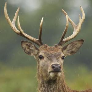animales protegidos