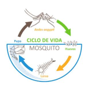 Ciclo de vida del mosquito