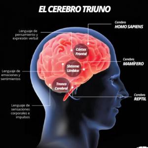 Inteligencia emocional : Cerebro Triuno