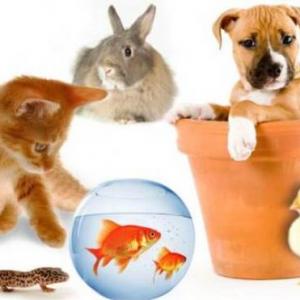 los animales 