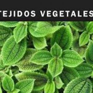 Trivia de Tejidos Vegetales