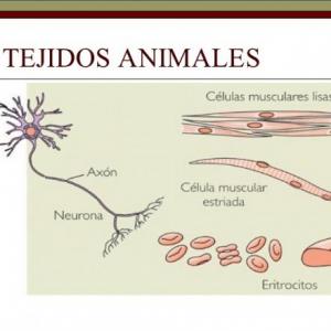 Tejidos Animales 