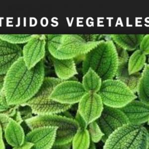 Tejidos vegetales 