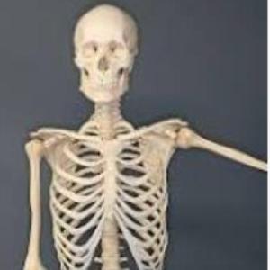 Conociendo nuestro cuerpo