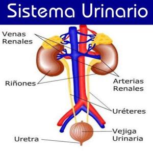 APRENDAMOS JUGANDO-SISTEMA URINARIO