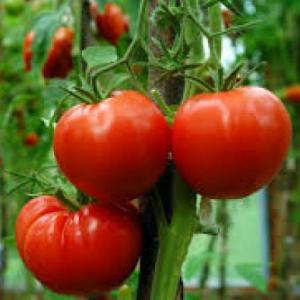 Ciclo de vida de las plantas