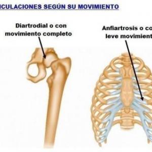 Articulatrivia
