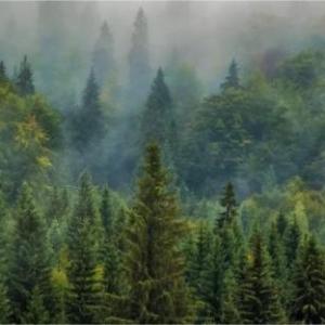 Preguntas del Día del árbol