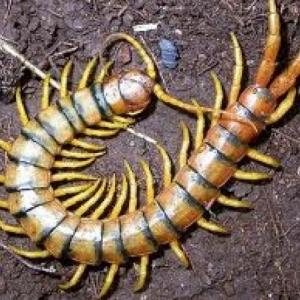 INVERTEBRADOS.
