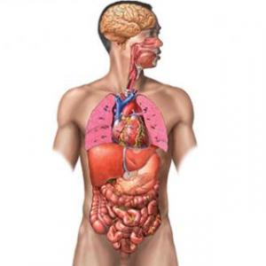 SISTEMAS DEL CUERPO HUMANO