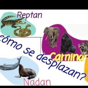 Desplazamiento de animales...