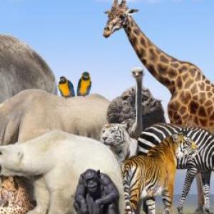 Animales Vertebrados