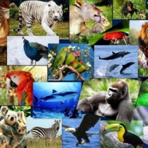 El ahorcado, versión animales