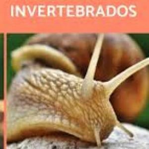 ANIMALES INVERTEBRADOS