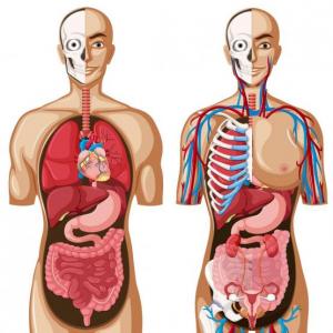 Etimologías del cuerpo humano