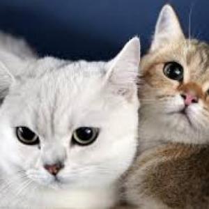 Animales