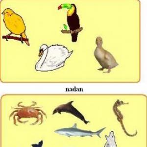 Los animales.