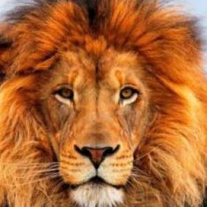 Animales