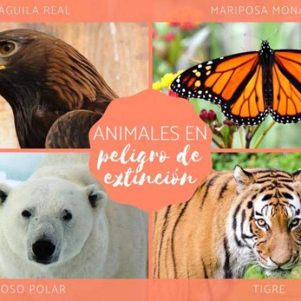 Conoce a los animales que están en peligro de extinción.