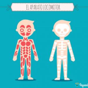 SISTEMA LOCOMOTOR