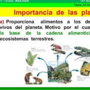 Importancia de las plantas
