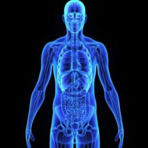 ORGANOS Y PARTES VITALES DEL CUERPO HUMANO