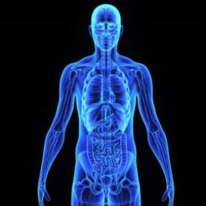 ORGANOS Y PARTES VITALES DEL CUERPO HUMANO