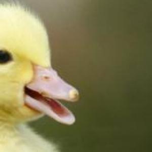 trivianimales