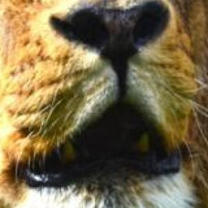 Niveanimales