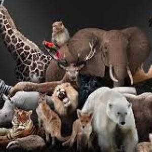 vocabulario de animales en ingles
