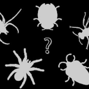 TIPOS DE ANIMALES