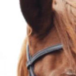 caballos
