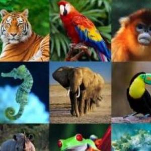 animales y otros