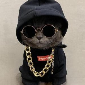 Que gato es?