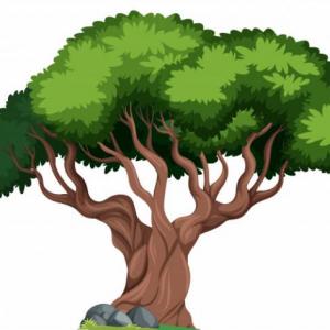 Test - Los Adjetivos.