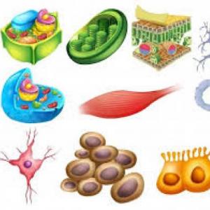 Imagen de portada del videojuego educativo: Células , de la temática Biología