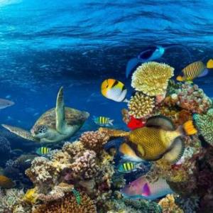 Animales marinos