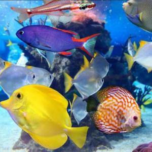 Animales marinos