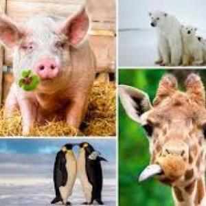 Adivina los animales