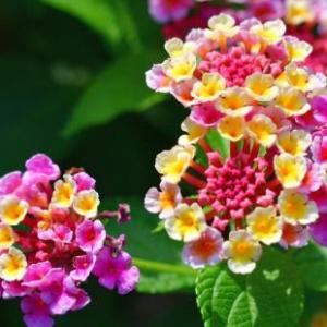 Juego de la oca plantas