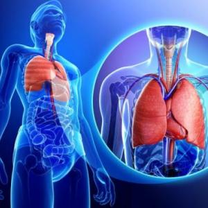 trivia del sistema respiratorio