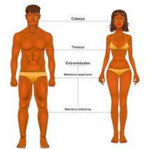 PARTES DEL CUERPO CORPORAL HUMANO