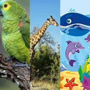 LOS ALIMENTOS DE LOS ANIMALES