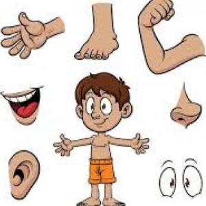 PARTES DEL CUERPO