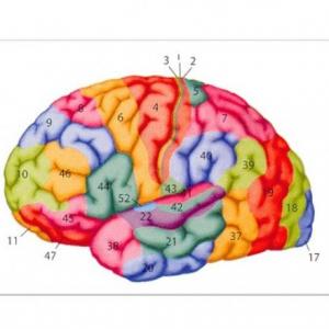 ÁREAS DEL CEREBRO