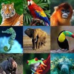 Los animales