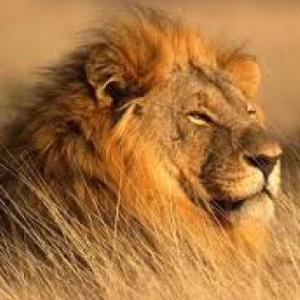 Portada del juego Wild Life – Idiomas
