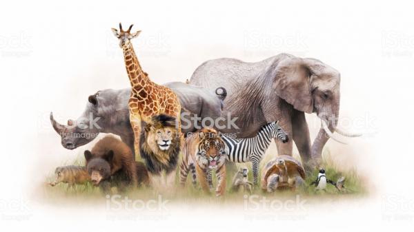 Portada del juego Wild Life Trivia – Idiomas